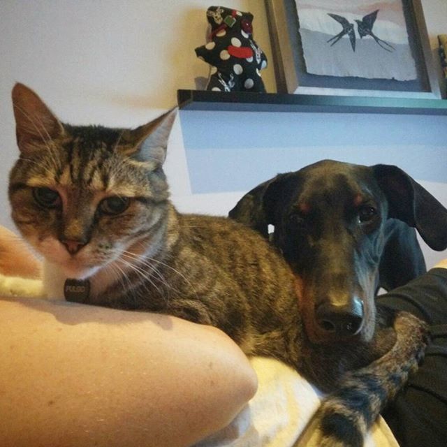 #grabado sobre #papelhechoamano de unas #golondrinas #enmarcado con #moldura de #aluminio en #plata mate... bajo la atenta vigilancia de los buenos #amigos "Pulgo" #cat y de "Keiko" #dog