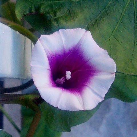 Esta es la bonita #flor diurna de la "ipomoea batata"... del #chaco #camote #boniato  #plantado en #tiesto #tubérculo rico de comer y muy #decorativo El #arte de la #naturaleza#artefloral #decoración #barcelona #fortpienc