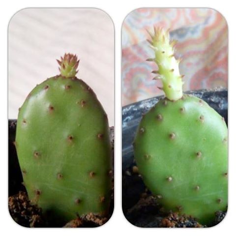 Cuatro días de diferencia. Ganas de #vivir y #crecer ;-)#naturaleza #arte #artenatural #chumbera #barcelona