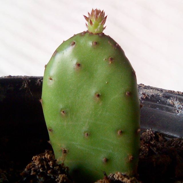 Pequeño gran gigante con ganas de #vivir . Hoja de #chumbera recogida del suelo y tres semanas olvidada en un rincón... Plantada en maceta y #renaciendo agradecida. ;-)#historias #artenatural #naturaleza #campo #tierra #agua #barcelona #fortpienc