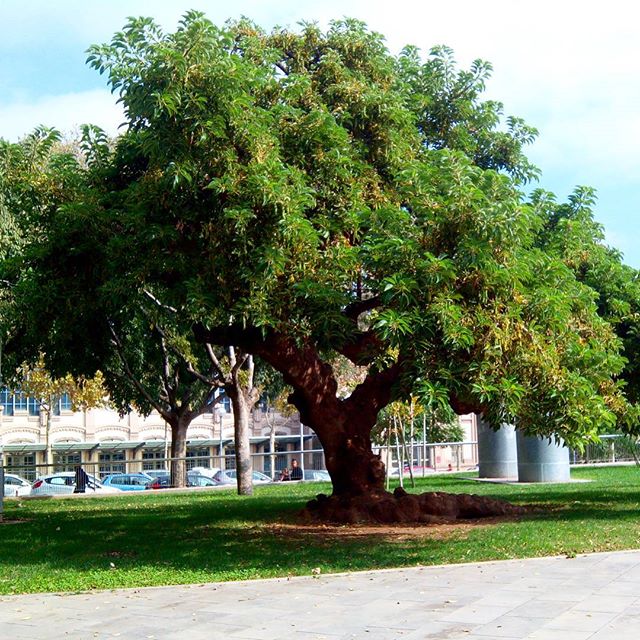 Árbol superviviente