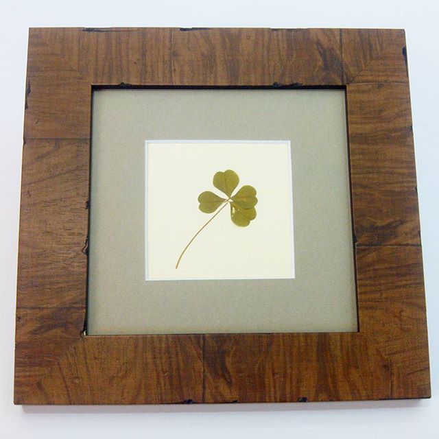 Trébol de cuatro hojas enmarcado