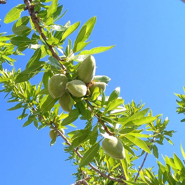 Naturaleza viva. Almendros vivos.