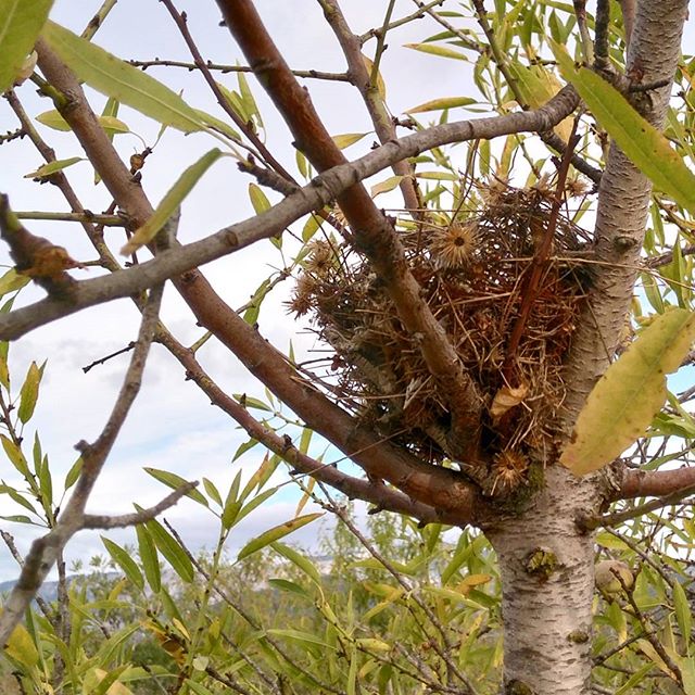 Arquitectura y decoración floral