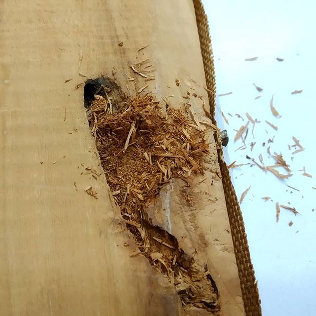 Xilófagos hambrientos de buena madera