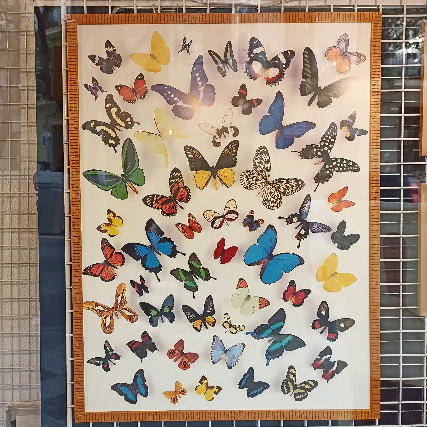 Mariposas variadas enmarcadas