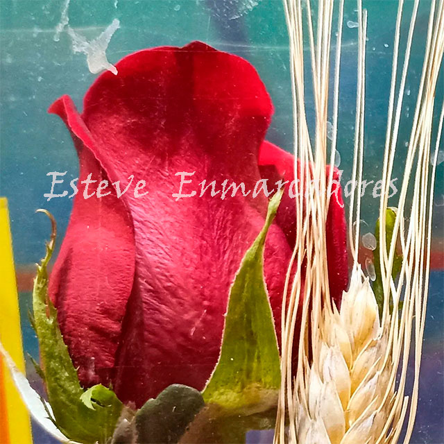 Feliz día de Sant Jordi